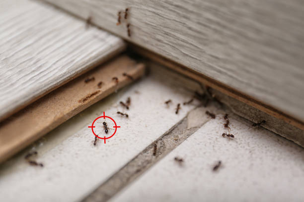 Best Flea Control Services  in Barbourville, KY