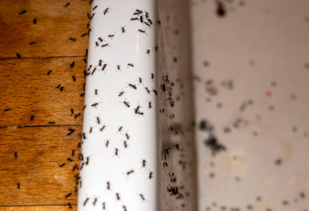 Reliable Barbourville, KY Pest Control Solutions