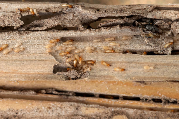 Best Commercial Pest Control Services  in Barbourville, KY